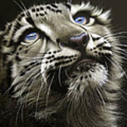 Snow Leopard Cub Poster
