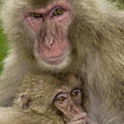 Snow Monkeys, Mother With Baby, Japan Poster