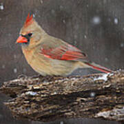 Snowy Cardinal Poster