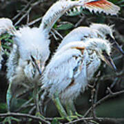 Snowy Egret Chicks Poster