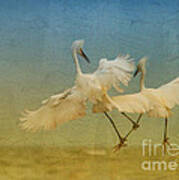 Snowy Egret Dance Poster