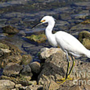 Snowy Egret Poster