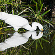 Snowy Egret With Reflection Poster
