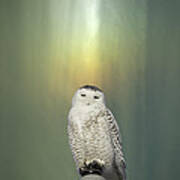Snowy Owl And Aurora Borealis Poster