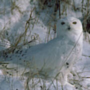 Snowy Owl Poster