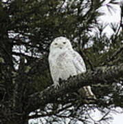 Snowy Owl Poster