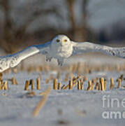 Snowy Owl Wingspan Poster