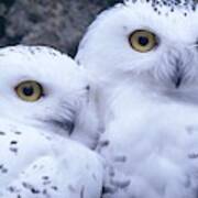 Snowy Owls Poster