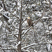 Snowy Perch Bald Eagle Poster