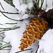 Snowy Pine Cone Poster