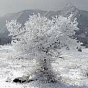 Snowy Tree Poster
