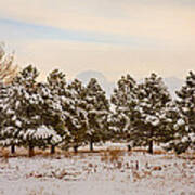 Snowy Winter Pine Trees Poster