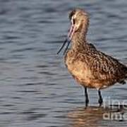 So Cute - Marbled Godwit Poster