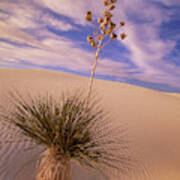 Soaptree Yucca  On Dune Poster