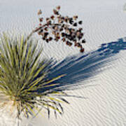 Soaptree Yucca Yucca Elata At Sand Poster