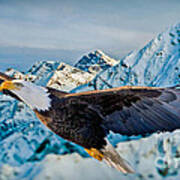 Soaring Bald Eagle Poster