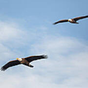 Soaring Bald Eagles Poster