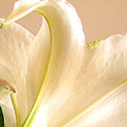 Soft Lily Photograph Poster