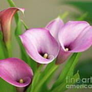 Soft Pink Calla Lilies Poster