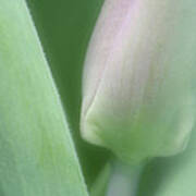 Soft Tulip Poster