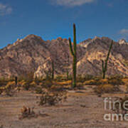 Sonoran Poster