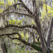 Southern Live Oak With Spanish Moss Poster