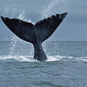 Southern Right Whale Fluke Argentina Poster