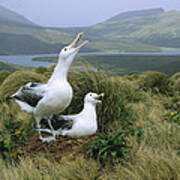 Southern Royal Albatrosses At Nest Poster