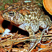 Southern Toad Bufo Terrestris Poster