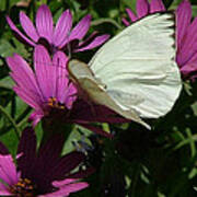 Southern White Butterfly On Purple Flower - 111 Poster