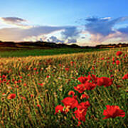Spain, Menorca, Field Of Poppy Flowers Poster