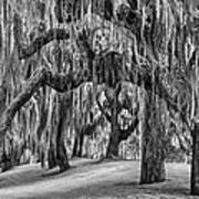 Spanish Moss In Black And White Poster