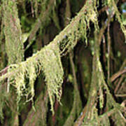 Spanish Moss In Olympic National Park Poster