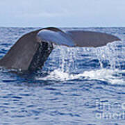 Sperm Whale Tail Poster