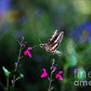 Sphinx Moth And Summer Flowers Poster