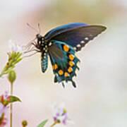 Spicebush Swallowtail Butterfly Poster