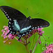 Spicebush Swallowtail Poster