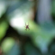 Spider Bokeh Poster