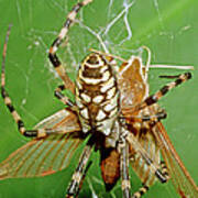 Spider Eating Moth Poster