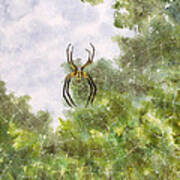 Spider In Web #2 Poster