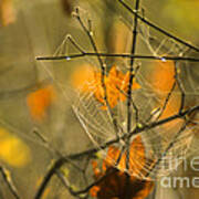 Spider Web And Autumn Leaves Poster
