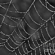 Spider Web Poster