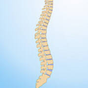 Spinal Column Poster