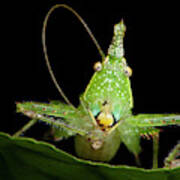 Spine-headed Katydid Nymph, Yasuni Poster