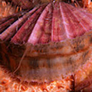 Spiny Pink Scallop Poster