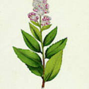 Spiraea Salicifolia Willow-leaved Spiraea Poster