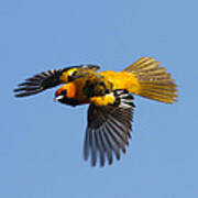 Spot Breasted Oriole In Flight Poster