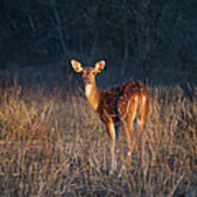 Spotted Deer Poster