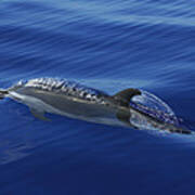 Spotted Dolphin Surfacing Ogasawara Isl Poster