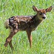 Spotted Fawn Poster